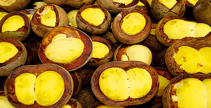Piquiá da Amazônia